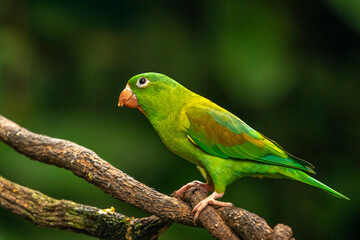 Costa Rica. Orange-chinned parakeet close-up.