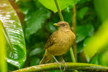 Costa Rica. Clay-colored thrush bird on limb.