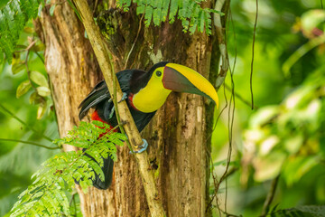 Costa Rica. Chestnut-mandibled toucan close-up. © Danita Delimont