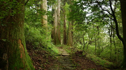 Scenic view of a trail through virgin Fanal forest in tianmu mountain, Hangzhou China. High quality photo
