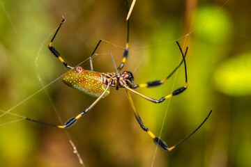 Costa Rica, Arenal. Close-up of orb weaver spider making web.