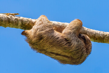 Costa Rica. Close-up of three-toed sloth hanging onto limb. © Danita Delimont
