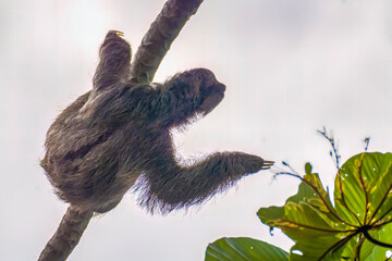 Costa Rica. Close-up of three-toed sloth. © Danita Delimont