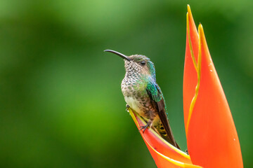 Costa Rica white-necked Jacobin hummingbird, female, at heliconia