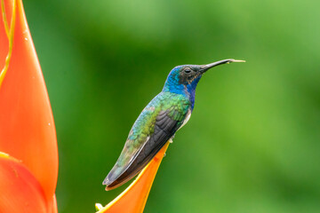 Fototapeta premium Costa Rica white-necked Jacobin hummingbird, male, at heliconia, tongue
