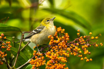 Costa Rica, Arenal Observatory. bay-breasted warbler