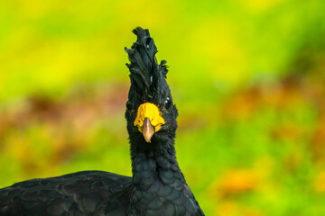 Costa Rica, Arenal Observatory. Great curassow bird male profile.