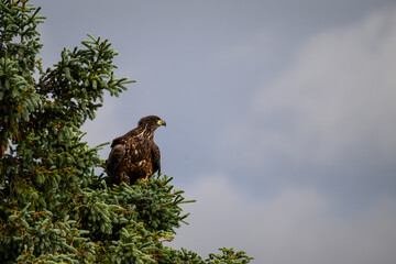 Juvenile American Bald Eagle perched in a spruce tree, Katmai National Park, Alaska
