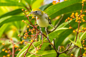 Costa Rica, Arenal Observatory. chestnut-sided warbler, eating fruit