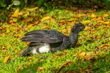 Costa Rica, Arenal Observatory. Great curassow bird male close-up.