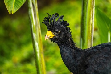 Fototapeta premium Costa Rica, Arenal Observatory. Great curassow bird male profile.