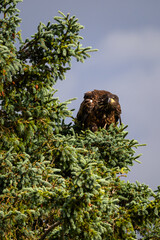 Juvenile American Bald Eagle perched in a spruce tree, Katmai National Park, Alaska
