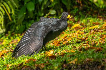Costa Rica, Arenal Observatory. Great curassow bird male stretching its wings.