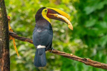 Costa Rica, Parque Nacional Carara. Chestnut-mandibled toucan eating banana.