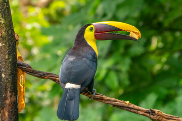 Costa Rica, Parque Nacional Carara. Chestnut-mandibled toucan eating banana. © Danita Delimont