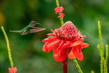 Costa Rica. Female white-necked Jacobin hummingbird at ginger plant.