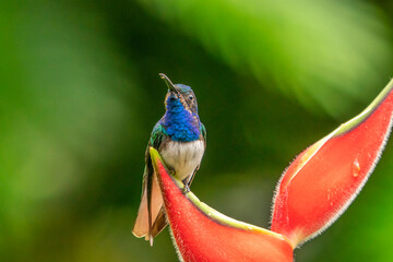 Costa Rica. Male white-necked Jacobin hummingbird feeding at heliconia plant.