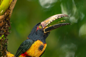 Costa Rica. Collared aracari bird eating banana.