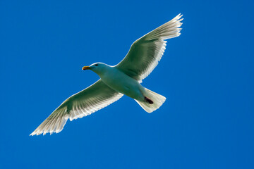 USA, Alaska, Lake Clark National Park. Glaucous-winged gull in flight.