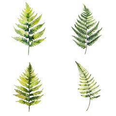 Naklejka premium Botanical illustration of fern leaves natural setting watercolor artwork greenery close-up nature aesthetics