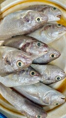 fresh fish from the sea