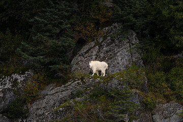 USA, Alaska, Kenai Fjords National Park. Mountain goat on cliff face.