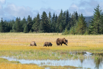 USA, Alaska, Lake Clark National Park. Grizzly bear mother and cubs in meadow.