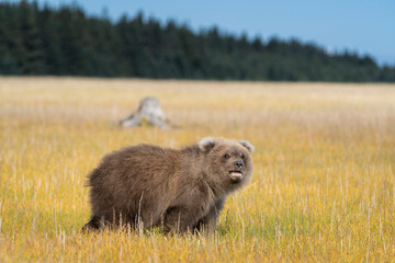 USA, Alaska, Lake Clark National Park. Grizzly bear cub close-up in grassy meadow. © Danita Delimont