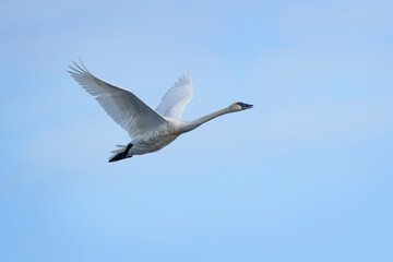 USA, Alaska, Lake Clark National Park. Trumpeter swan close-up in flight.