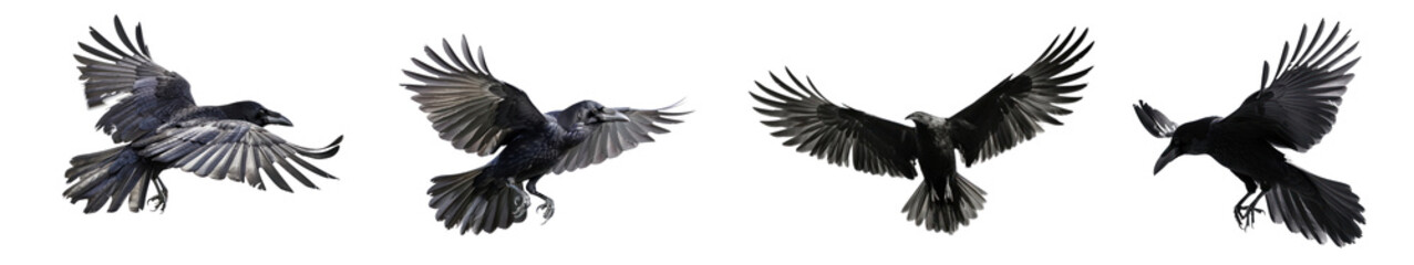 Obraz premium Flying raven bird animal png cut out element set, transparent background