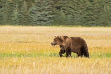 USA, Alaska, Lake Clark National Park. Subadult grizzly bear crosses grassy meadow.