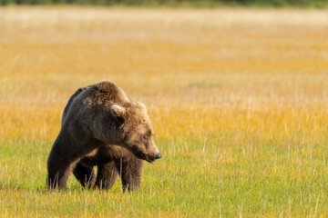 USA, Alaska, Lake Clark National Park. Subadult grizzly bear crosses grassy meadow.