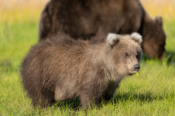 USA, Alaska, Lake Clark National Park. Grizzly bear cub close-up in grassy meadow. © Danita Delimont