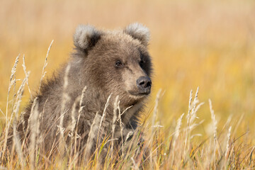 USA, Alaska, Lake Clark National Park. Grizzly bear cub close-up in grassy meadow. © Danita Delimont