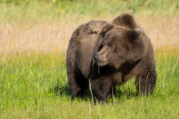 Fototapeta premium USA, Alaska, Lake Clark National Park. Grizzly bear sow eating grass in meadow.