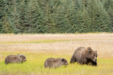 USA, Alaska, Lake Clark National Park. Grizzly bear mother and cubs in meadow.