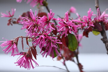 春一番に咲く花