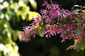 春一番に咲く花