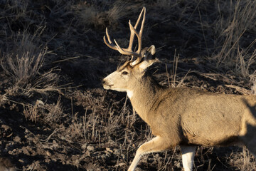 Three Buck Mule Deer