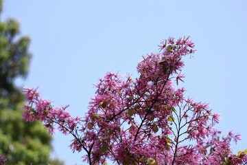 春一番に咲く花