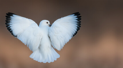 Obraz premium White seagull captured mid-flight with spread wings and a soft blurred brown background