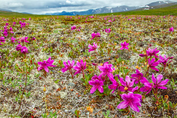 Obraz premium USA, Alaska, Nome. Pink wildflowers in field.