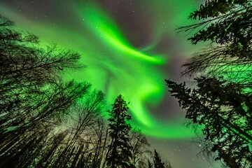 USA, Alaska, Fairbanks. Northern lights and stars.