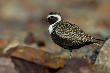 American golden-plover taking shelter among the rocks, Alaska arctic tundra, USA