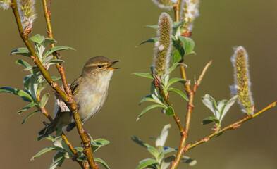 Arctic warbler singing on his territory, Alaska, USA