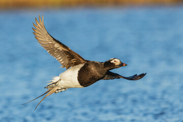 Long-tailed duck alighting, in a pond of the arctic tundra. Seward Peninsula, Alaska