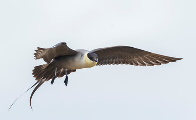 Long-tailed jaeger in flight, arctic habitat, Seward Peninsula. Alaska, USA