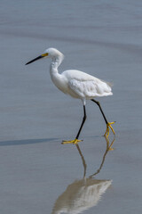 Snowy egret