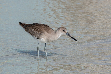 Willet wading on the beach, Florida
