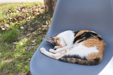 Adorable cat curled up and sleeping soundly on chair placed in a sunny outdoor garden